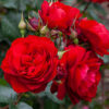 IN FRIENDSHIP - Image 2