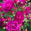PURPLE SILUETTA - Kordes Rose Selection