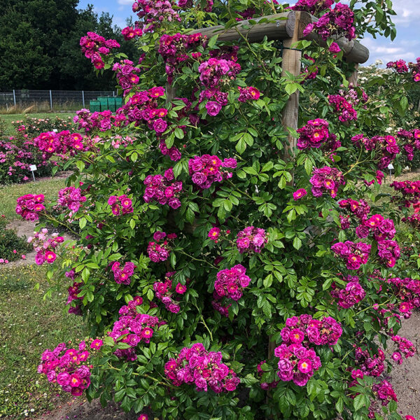 PURPLE SILUETTA - Kordes Rose Selection - Image 2