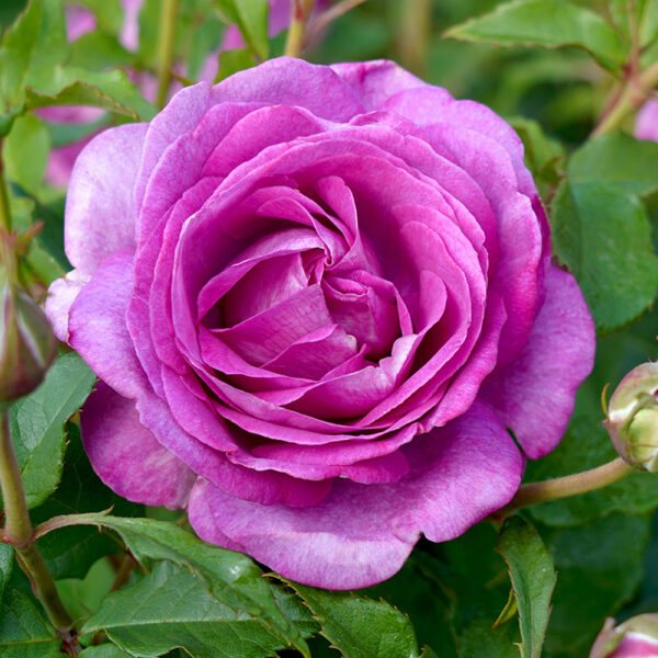 ADORABLE - Kordes Rose Selection