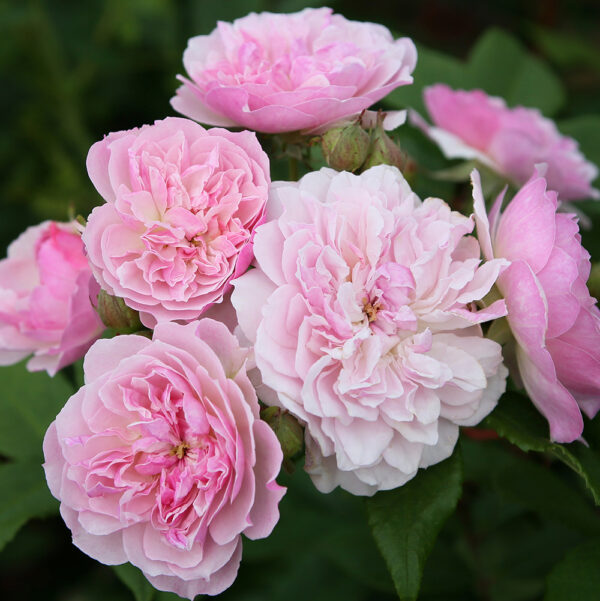 ROMANTIC SILUETTA - Kordes Rose Selection