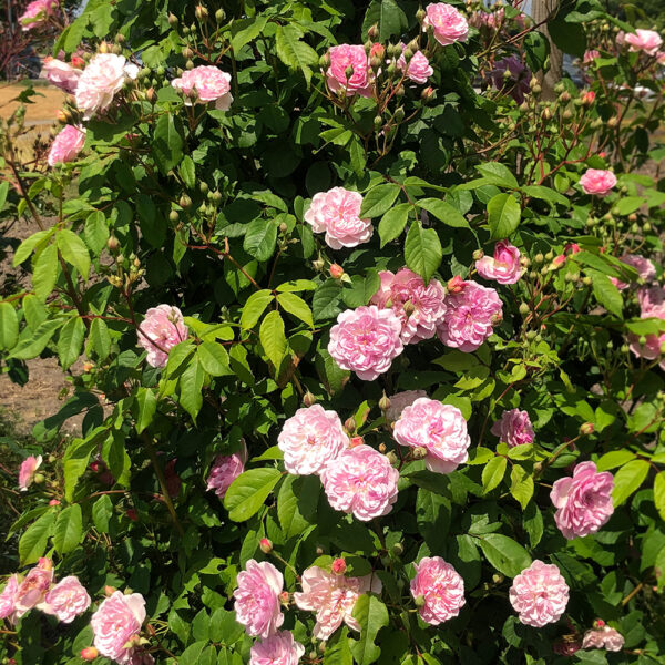 ROMANTIC SILUETTA - Kordes Rose Selection - Image 2