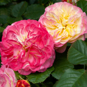 FRUIT SALAD - My Rose Collection