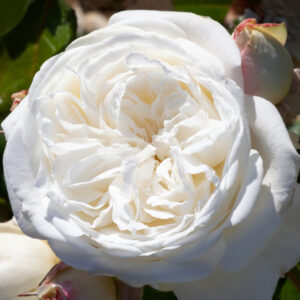 NZ OPERA SCHOOL - Standard 800mm *NEW FOR 2026*