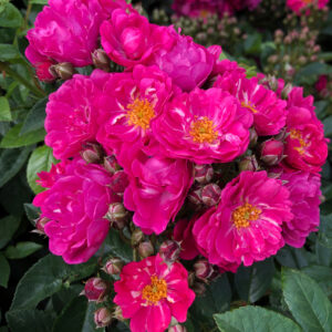 PERFUMY SILUETTA - Kordes Rose Selection