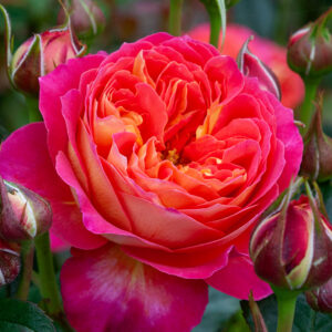 PRIDE - My Rose Collection