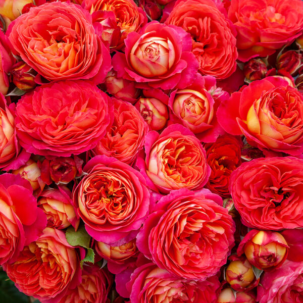 PRIDE - My Rose Collection - Matthews Nurseries Ltd