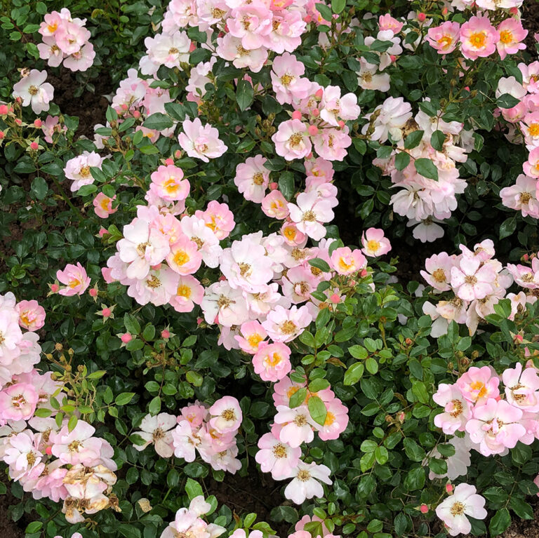 Starry Rose STARRY SKY - On Special 25% Discount - Matthews Nurseries Ltd